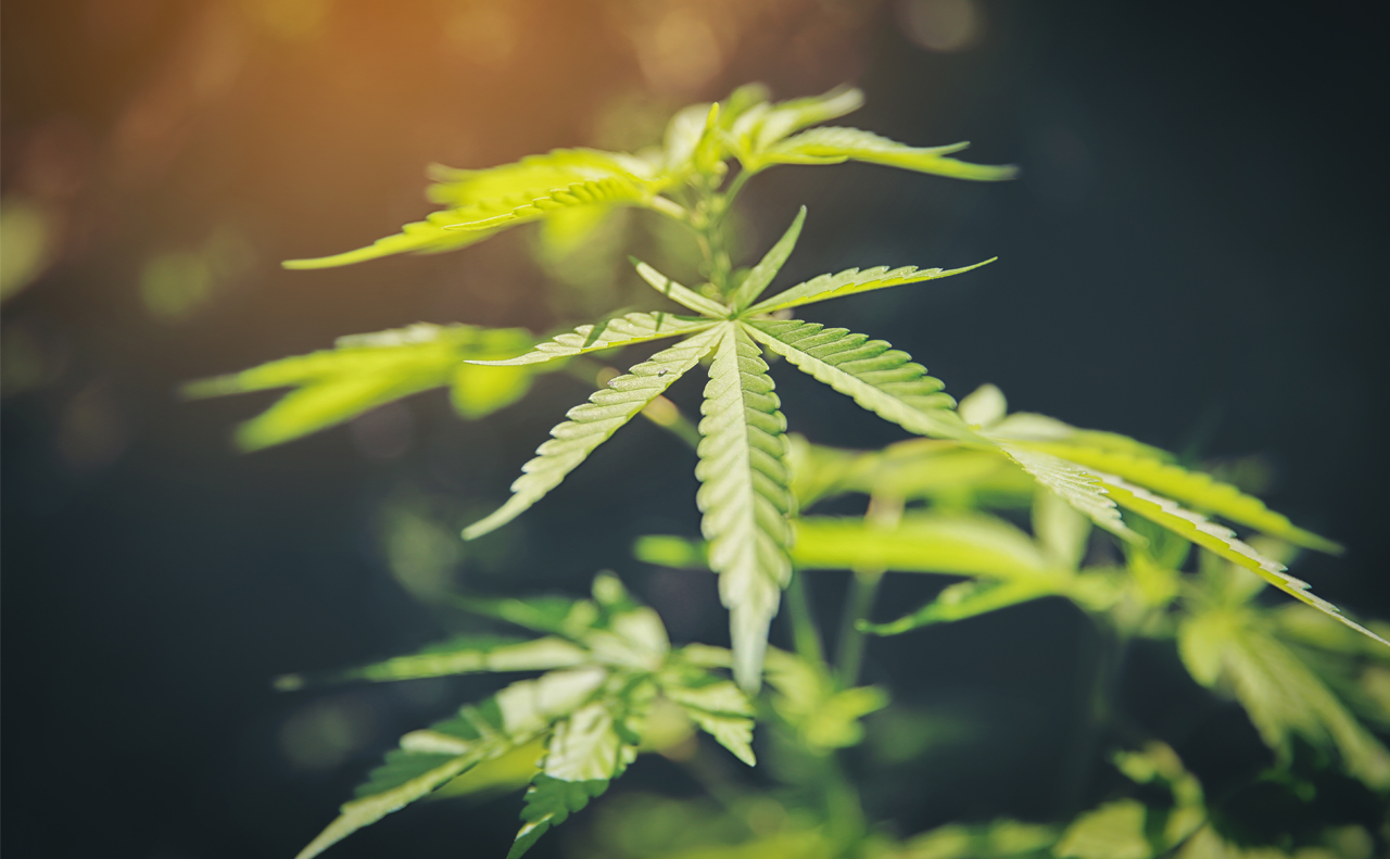 AskingCanadians assists Deloitte in understanding the impact of legalized recreational cannabis